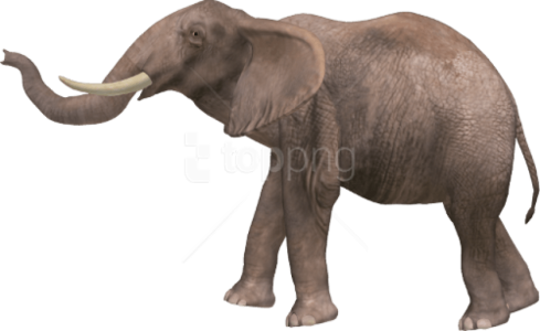 African Elephant 3D Render Free PNG