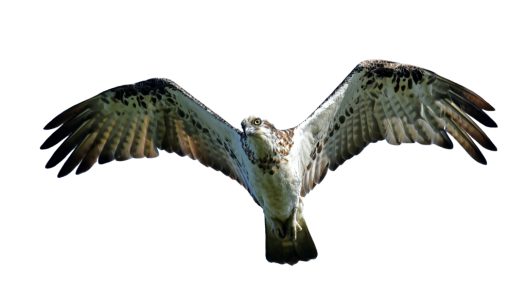 Flying Osprey Bird Free Clipart