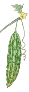 Bitter Melon Drawing Free Clipart