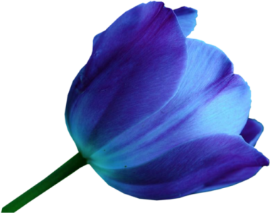 Blue Tulip Flower Free PNG