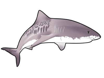 Shark Drawing Free Clipart