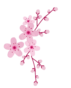 Cherry Blossom Branch Free PNG