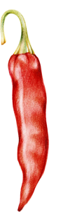 Chili Pepper Free PNG