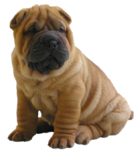Cute Brown Sharpei Puppy Free PNG