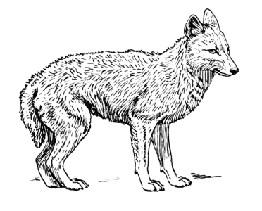Coyote Animal Sketch Clipart Clipart