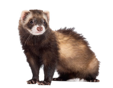 Cute Ferret Standing Free Clipart