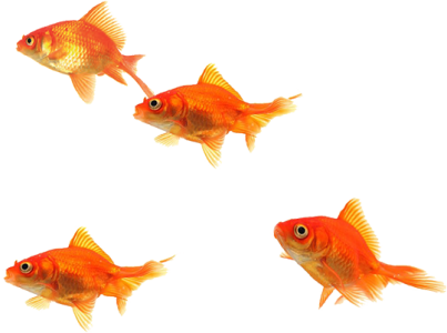 Three Goldfish Swimming Free Clipart