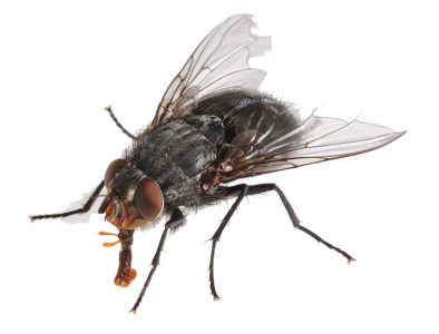 Common House Fly Insect Free Clipart