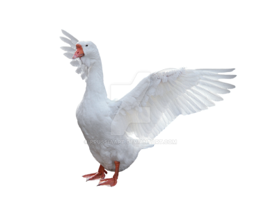 White Goose Flapping Wings Clipart