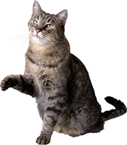 Tabby Cat With Paw Up Free PNG
