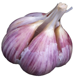 Fresh Garlic Bulb Close Up Transparent Background