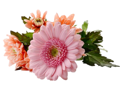 Pink And Orange Daisy Flowers Clipart