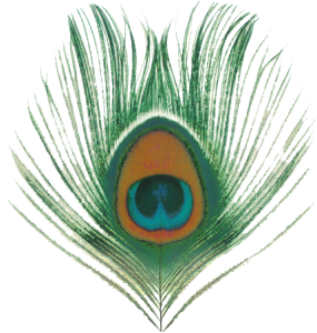 Beautiful Peacock Feather Free Clipart