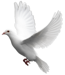 Flying White Dove Peace Bird Free Download