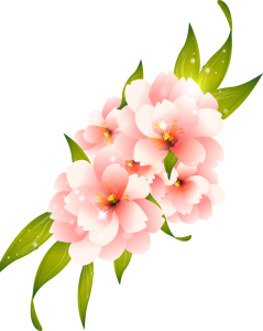 Beautiful Pink Sakura Cherry Blossoms Free PNG