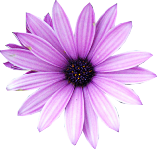 Purple Daisy Flower Top View Free PNG