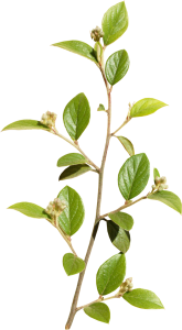 Tree Branch, green tree illustration, image File Formats, PNG Image File Free Download – Clickpng