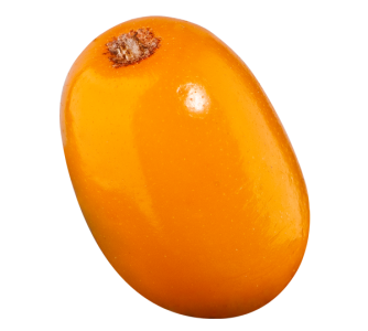 Orange Sea Buckthorn Berry Free Download
