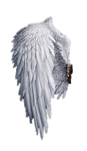 Single White Angel Bird Wing Free PNG