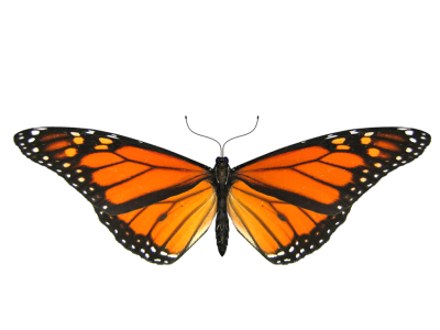 Monarch Butterfly Top View Free PNG