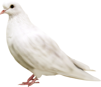 Beautiful White Flying Dove Free Clipart