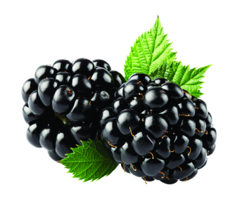 Fresh Blackberries Berry Fruit Clipart
