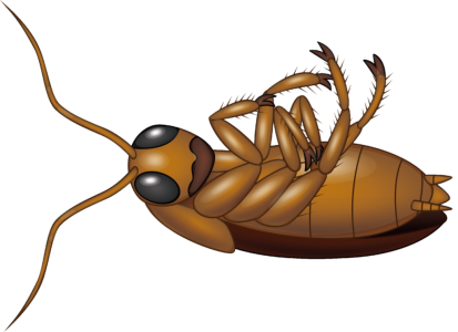 Dead Cockroach Bug Illustration Free Clipart