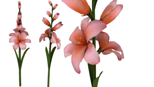 Pink Gladiolus Flowers Clipart