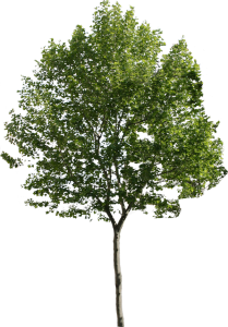 Cercis siliquastrum Tree Deciduous, tree PNG Image File Free Download – Clickpng