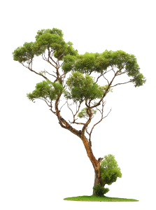 Tree Acer campestre graphy, trees, maple, branch, juglans PNG Image File Free Download – Clickpng