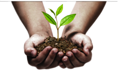 Hands Holding Soil With Seedling Free PNG