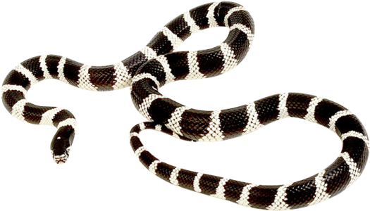 California Kingsnake Black and White Banded Clipart