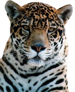 Jaguar Wildcat Face Portrait Clipart