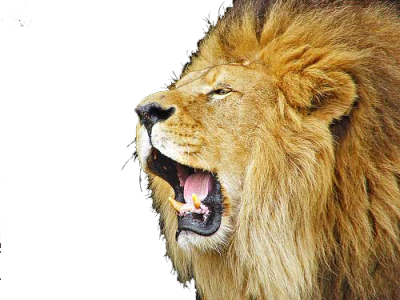 Male Lion Roaring Face Clipart