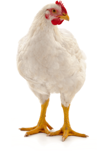White Chicken Hen Standing Clipart