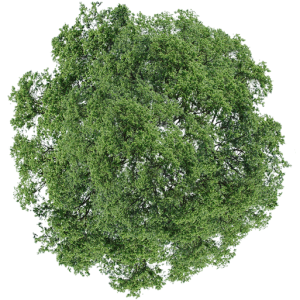 Tree top view, Green Tree png PNG Image File Free Download – Clickpng
