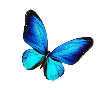 Butterfly PNG – Beautiful & Colorful Transparent Images Download