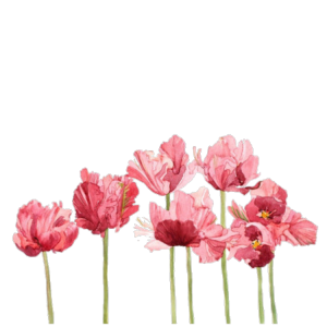 Hand Painted Watercolor Pink Poppy Flowers PNG Image