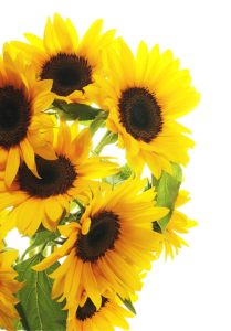 Pretty Yellow Sunflowers PNG Image File Free Download – Clickpng