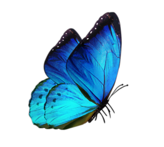 Butterfly PNG – Beautiful & Colorful Transparent Images Download