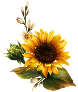 Sunflower PNG image with transparent background PNG Image File Free Download – Clickpng