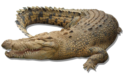 Large Brown Crocodile Crawling Clipart