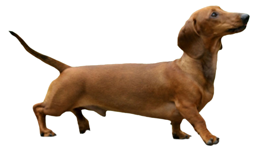 Brown Dachshund Sausage Dog Transparent Background