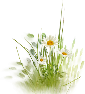 Wild flowers clipart PNG Image File Free Download – Clickpng