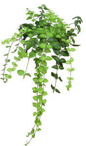 Download HD Enredadera Transparent PNG Image File Free Download – Clickpng