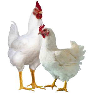 Hen PNG – Realistic & Charming Transparent Poultry Designs