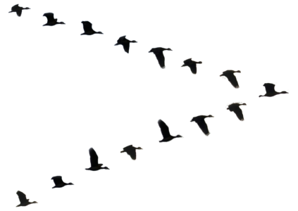 Flying Birds Silhouette PNG – Elegant & Minimal Transparent Images