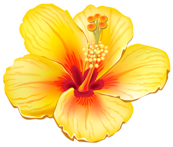 Flower, Yellow Exotic Flower, yellow and red hibiscus flower, herbaceous Plant, orange, color PNG Image File Free Download – Clickpng