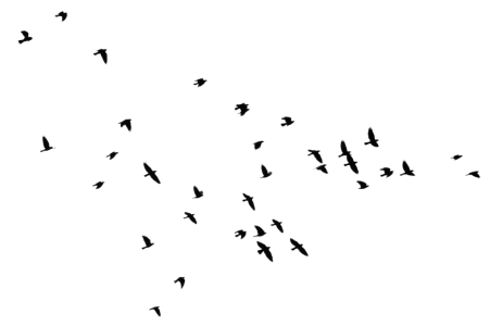 Flying Birds Silhouette PNG – Elegant & Minimal Transparent Images