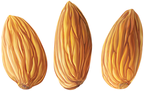 Almond PNG – Healthy Nut Snack png
